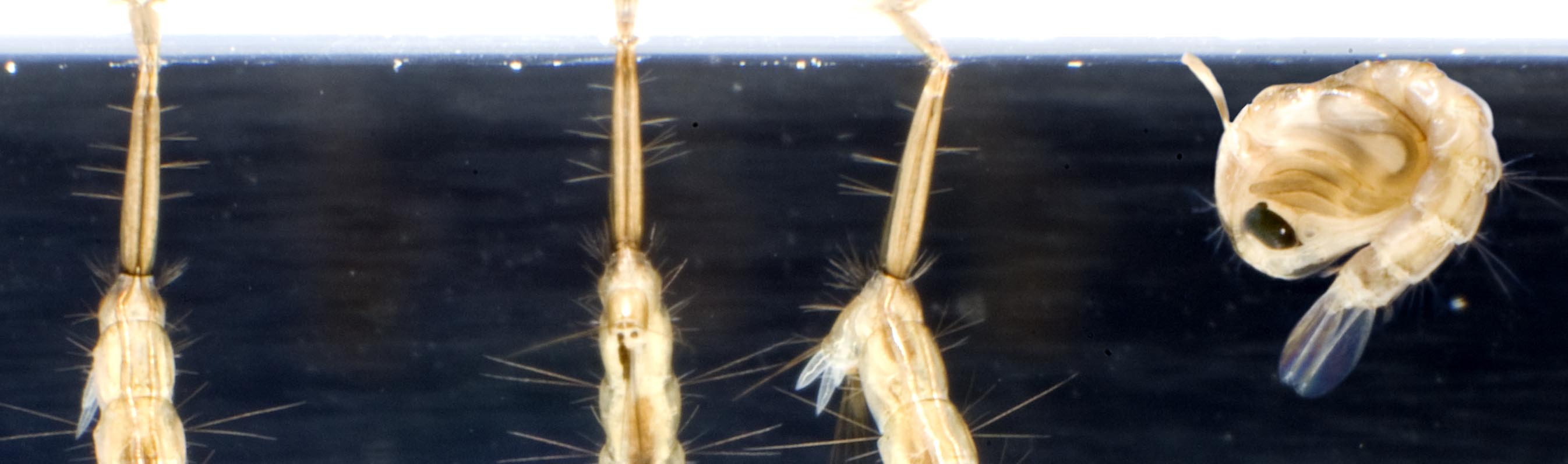 Culex e Aedes